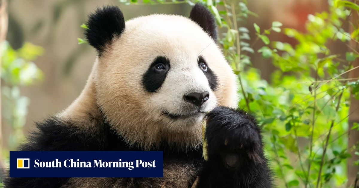 Chinese archaeologists find first complete panda burial in 2,000-year-old Han dynasty tomb - Vimarsana News