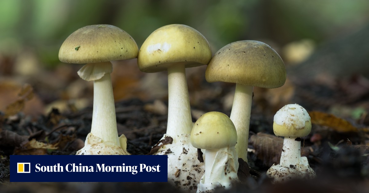 Australian police probe 'death cap' mushrooms that allegedly killed 3 after family lunch - Vimarsana News