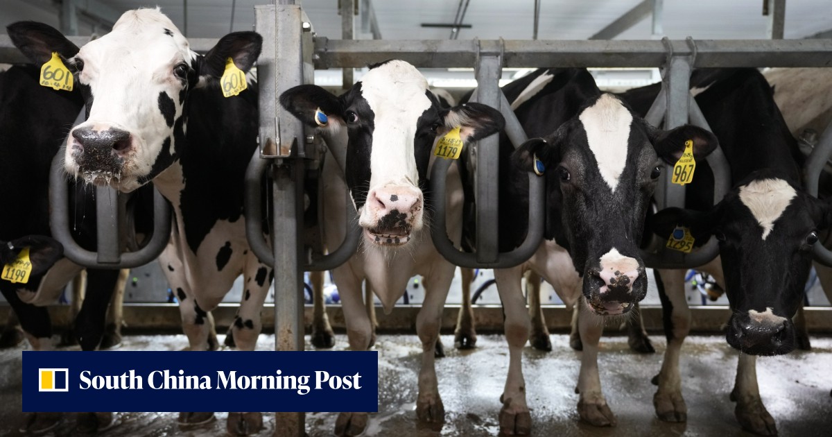 If cruelty to whales is bad, what about cruelty to chickens and cows? - Vimarsana News