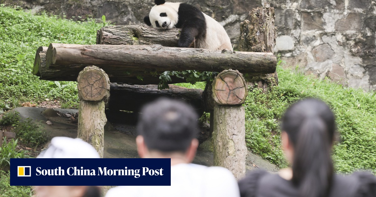 Will efforts to help Hong Kong's giant pandas Ying Ying and Le Le reproduce bear fruit? Mainland Chinese experts lend a paw to Ocean Park's breeding efforts - Vimarsana News