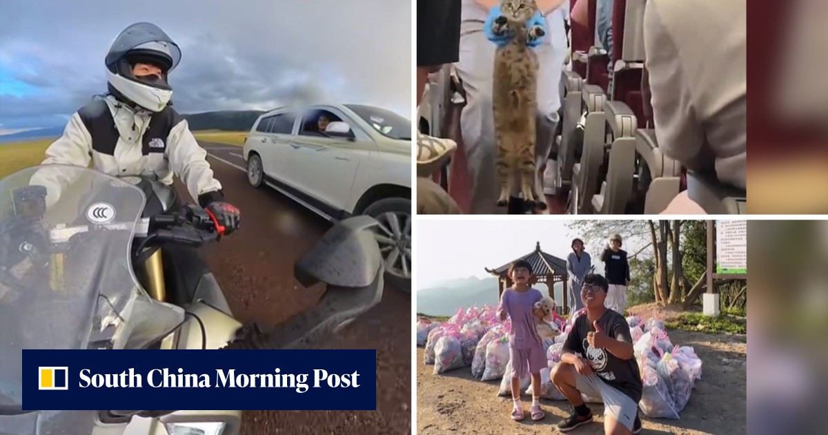 Odd travel tales from China: motorcyclist helps boy stranded by parents, feline stows away on plane and tourists become cleaners - Vimarsana News