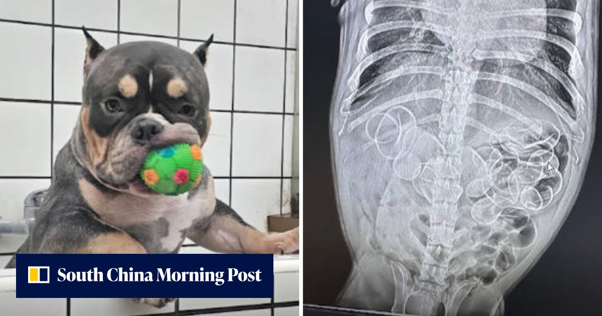 Disappearing ducks: astonished vets open up bulldog in China and find 11 swallowed rubber toys, solving owner's vanishing waterfowl mystery - Vimarsana News