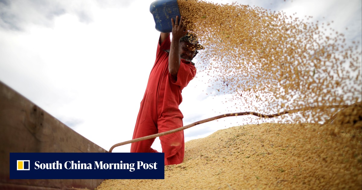 China to expand GM corn, soybeans trials amid rising food-security focus as Beijing seeks to dispel public safety concerns - Vimarsana News