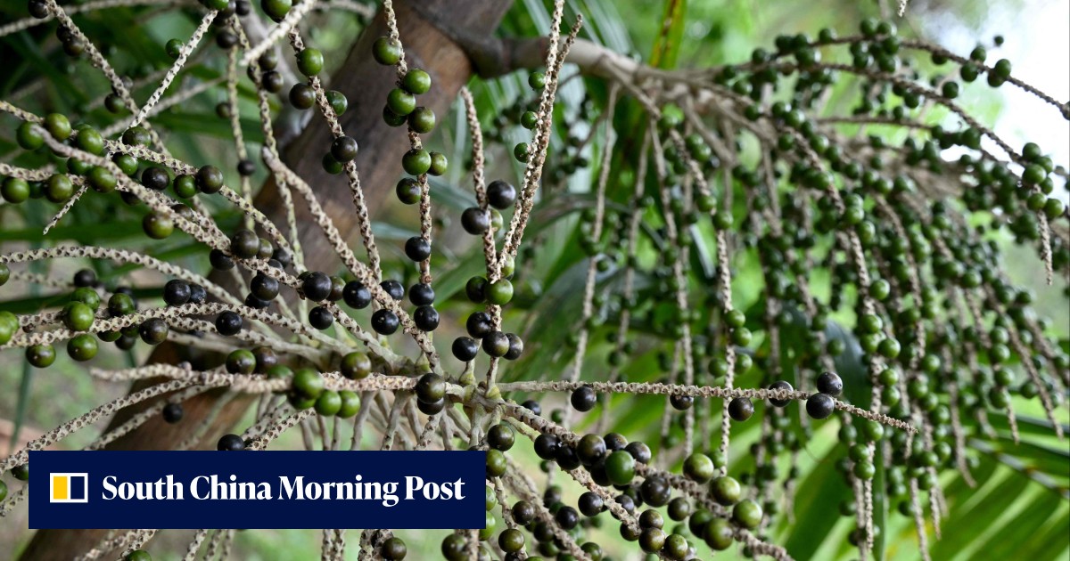 Is the acai berry craze boon or threat for the Amazon? - Vimarsana News