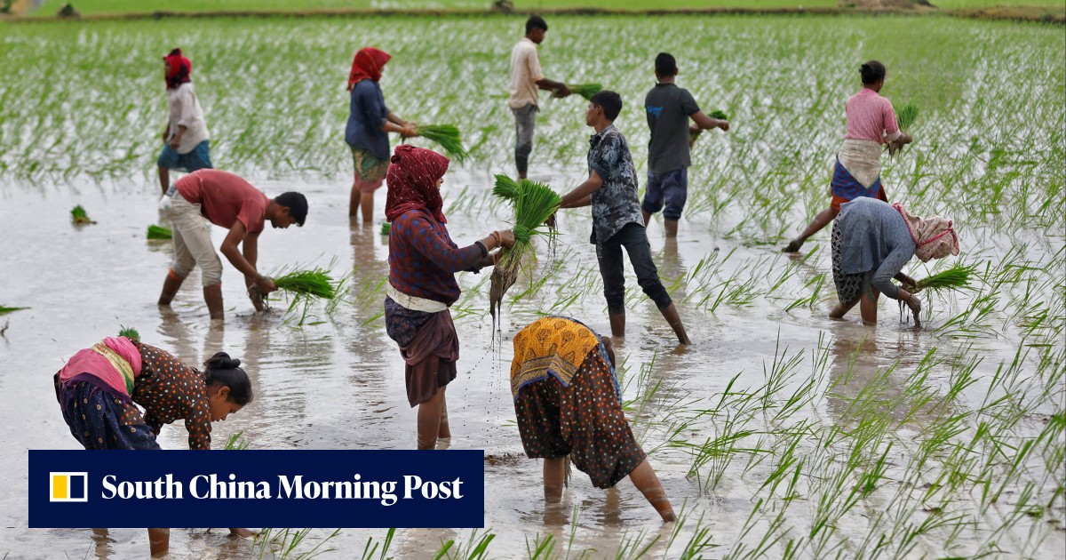 India tightens rice exports in threat to global food prices - Vimarsana News