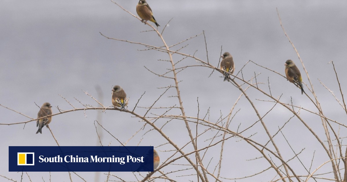 Birds Of Beijing Chinas Capital Is Important Point On - 