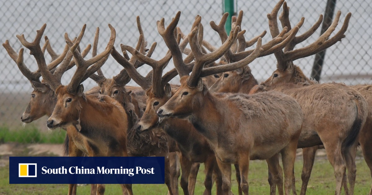 Why deer antlers could point the way to a new branch of cancer research |  South China Morning Post