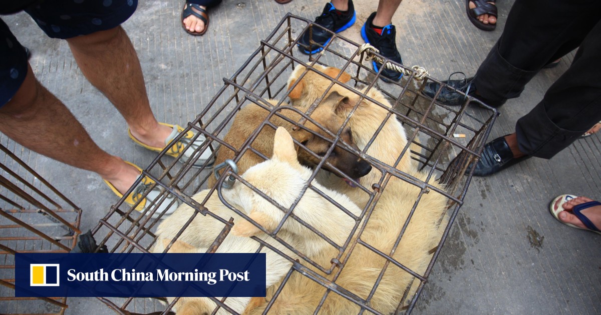 Chinese City Of Shenzhen To Ban Eating Cats And Dogs As Part Of