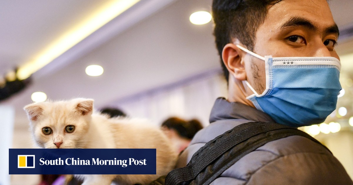 Coronavirus Singapore Start Up Thinks Cat Leukaemia Drug Could Be Covid 19 Cure South China Morning Post