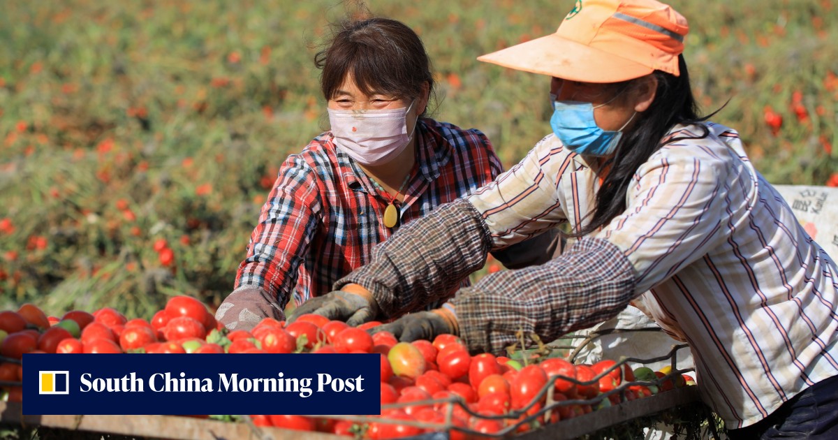 China's food security at core of Beijing's new five-year rural-revitalisation plan - Vimarsana News