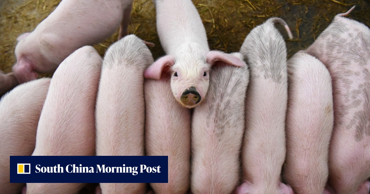 African swine fever still 'major risk factor' for China as it bans Malaysian pig imports over outbreak fears - Vimarsana News