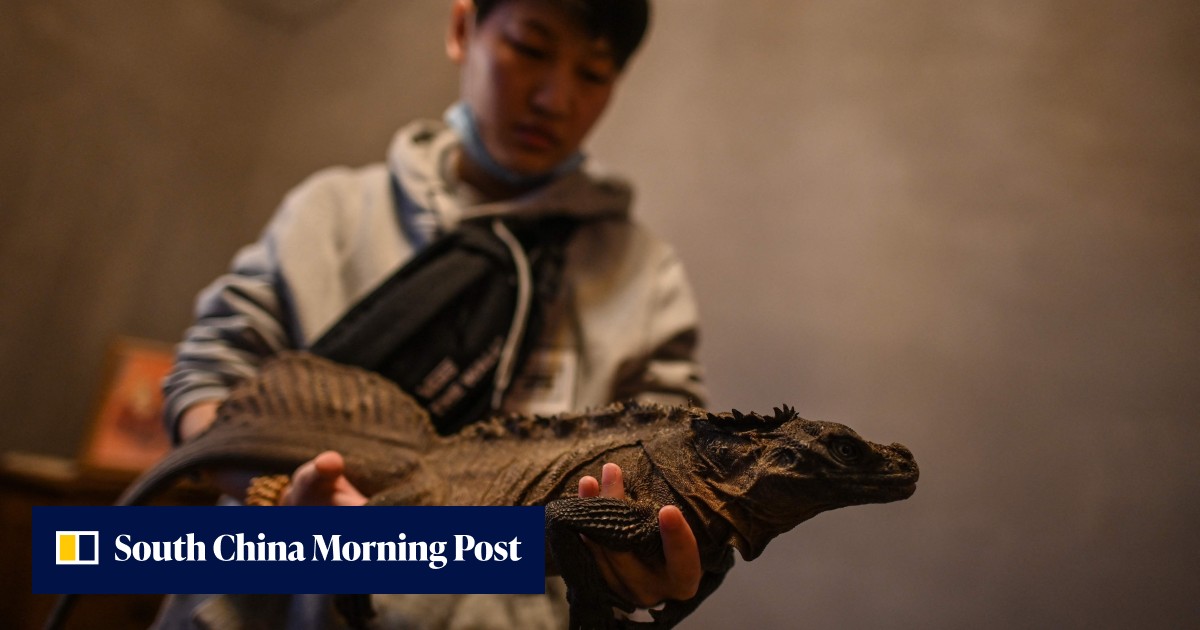 Raccoons to snakes: Chinese pet lovers embrace animal cafes in Shanghai that star exotic beasts - Vimarsana News