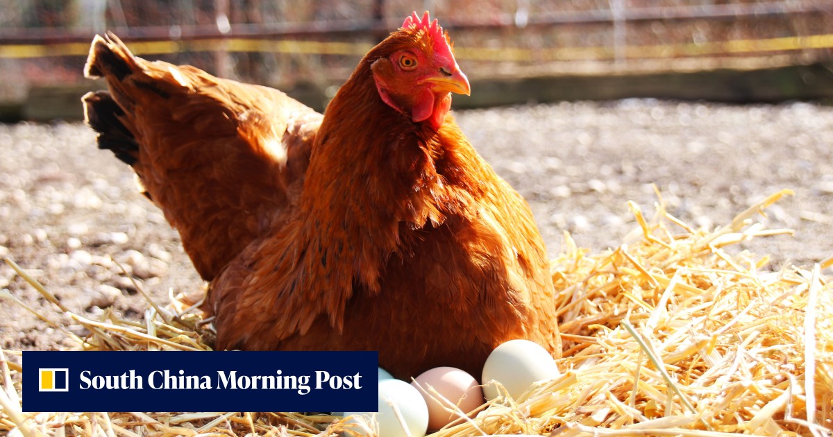 Behind China's 'mind power' egg scandal, where academic ghostwriters quote US$400 to get bogus science published - Vimarsana News