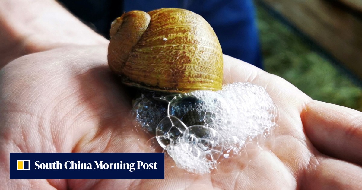 Would you wash with snail slime soap? French artisan soap maker hopes to clean up with his magical mollusc mucus - Vimarsana News