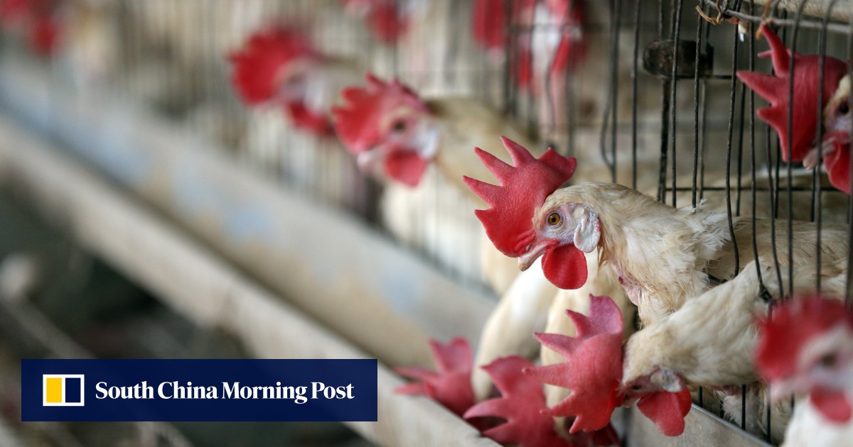 stay alert to new pandemic risk after russian bird flu cases warn chinese experts south china morning post