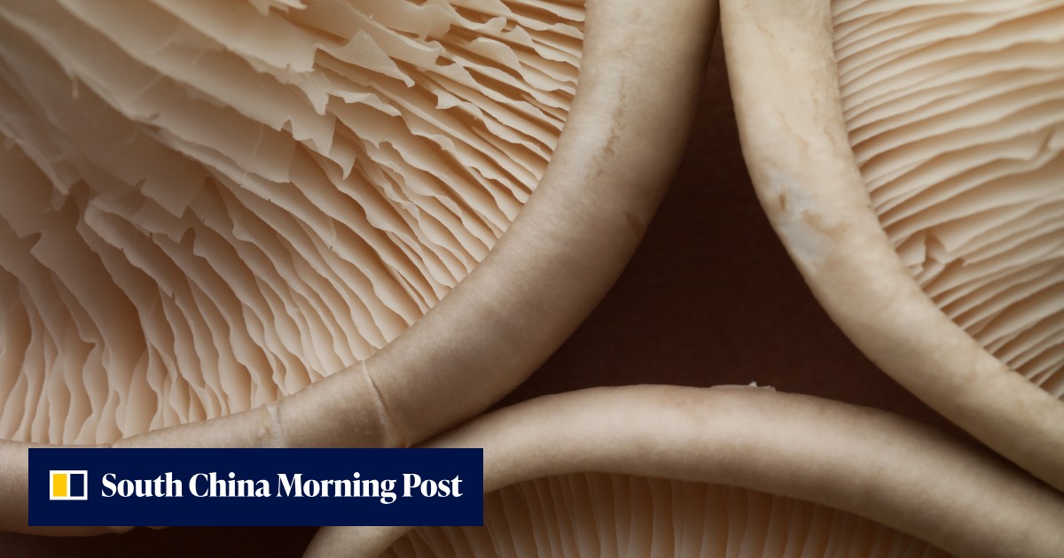 Eating two mushrooms a day could lower cancer risk by 45 per cent, study finds. Experts recommend a pinch of salt - Vimarsana News