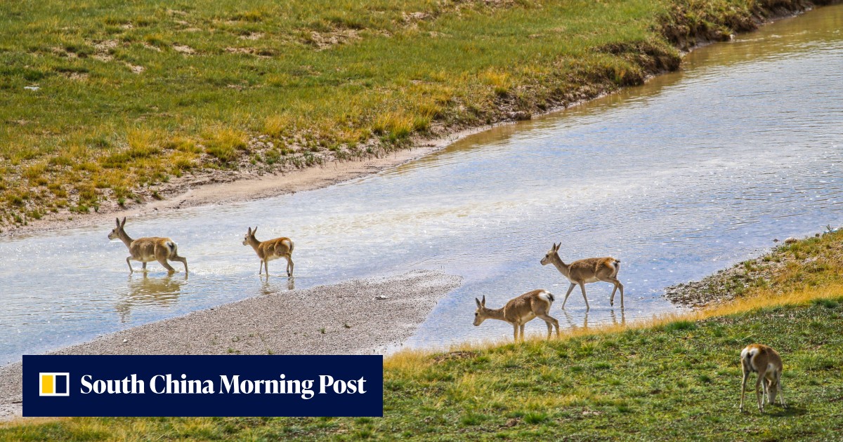 China sets fresh conservation targets to protect plant and animal diversity - Vimarsana News