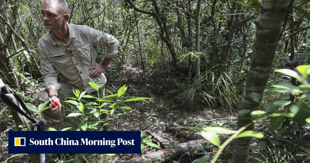 'Most violent day' in Hong Kong's history: expert team ready to dig up wreckage of US warplane shot down in WWII - Vimarsana News