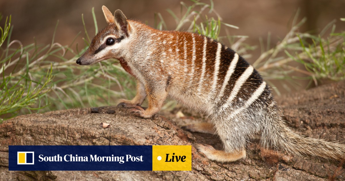 Endangered Australian native animals and plants given protection in new  national park south of Perth | South China Morning Post