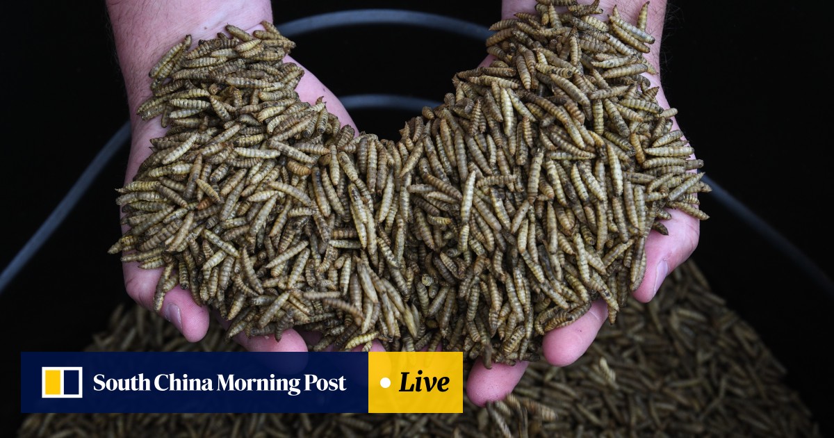 Maggots The Future Of Food High In Protein With A Small Carbon Footprint The Only Issue Is The Cringe Factor South China Morning Post