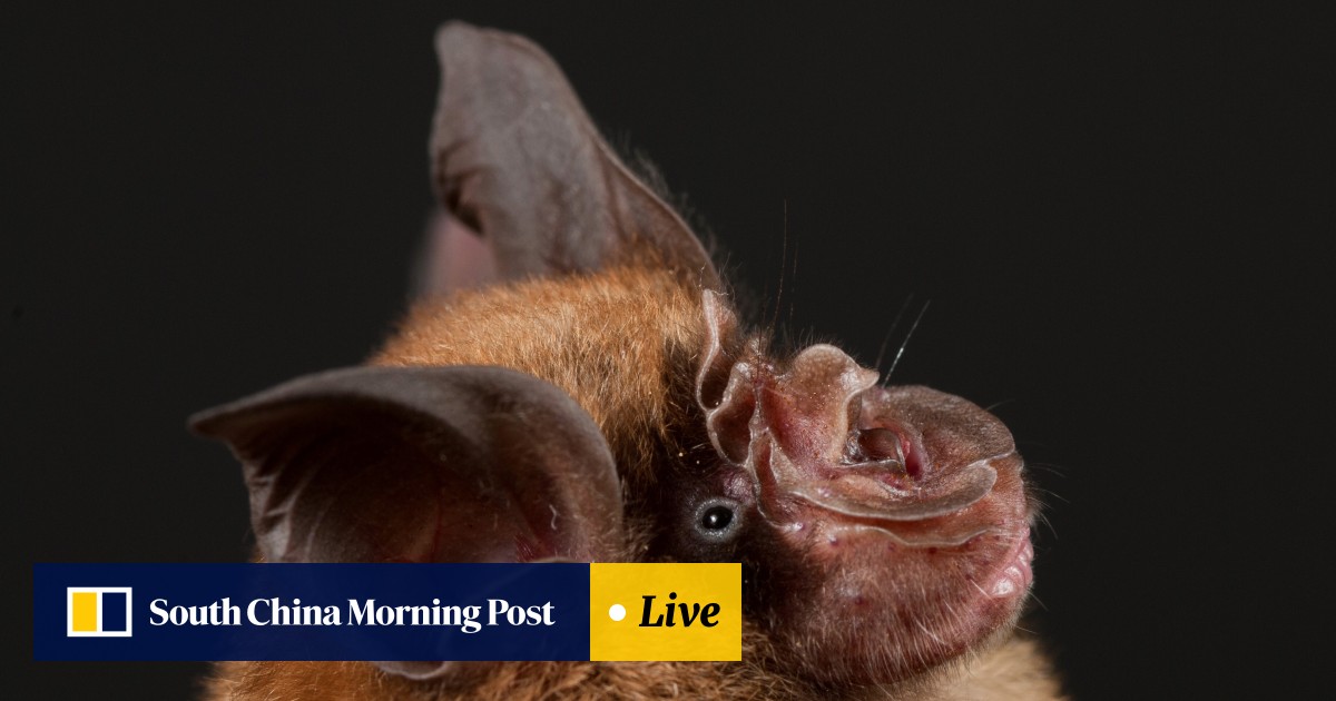 Novel Coronavirus Most Likely Came From Asian Bat Hong Kong Study