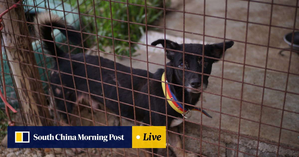 With Animal Shelters Full Millions Of Stray Dogs And Cats Roam The Philippines But One Clinic Is Offering A Solution South China Morning Post