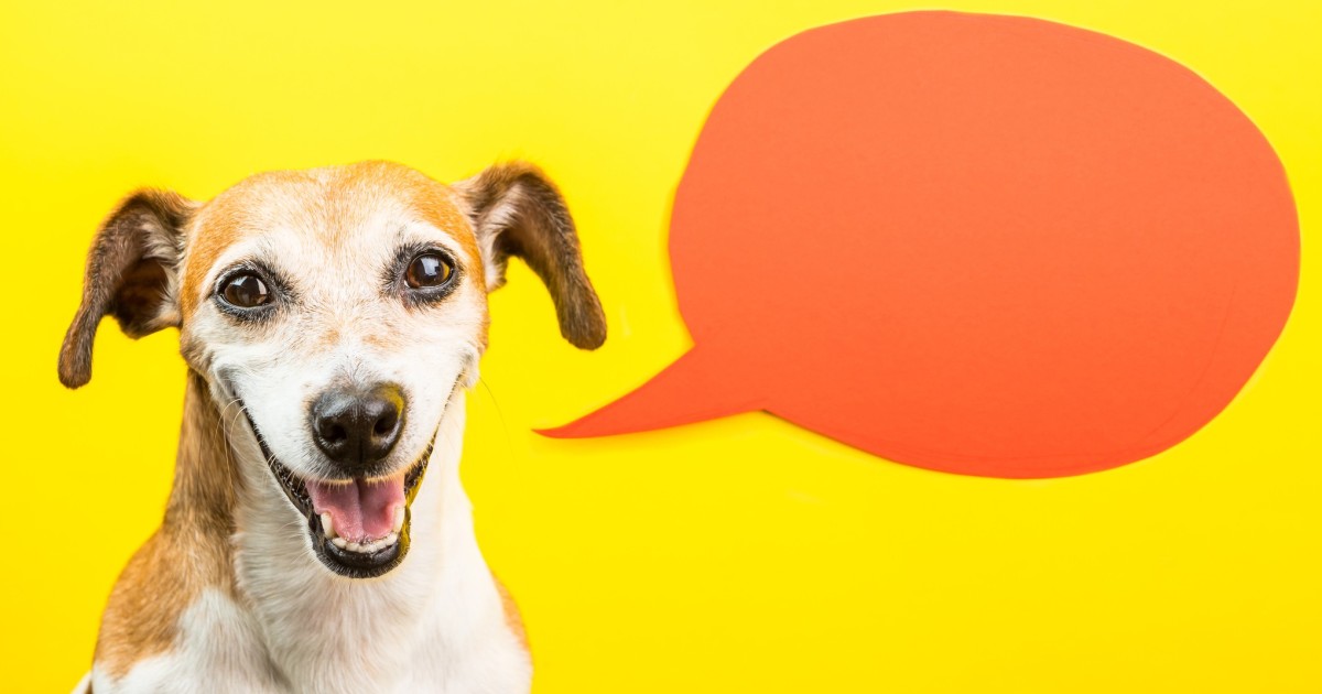 Can Cats And Dogs Talk An Animal Communicator Speaks To Our Cat And Tells Us What It S Thinking South China Morning Post