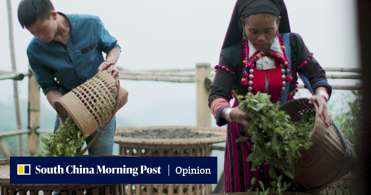 Tea – 'China's gift to the world' – explored in BBC's One Cup, A Thousand Stories; the evil evangelists return in the Righteous Gemstones - Vimarsana News