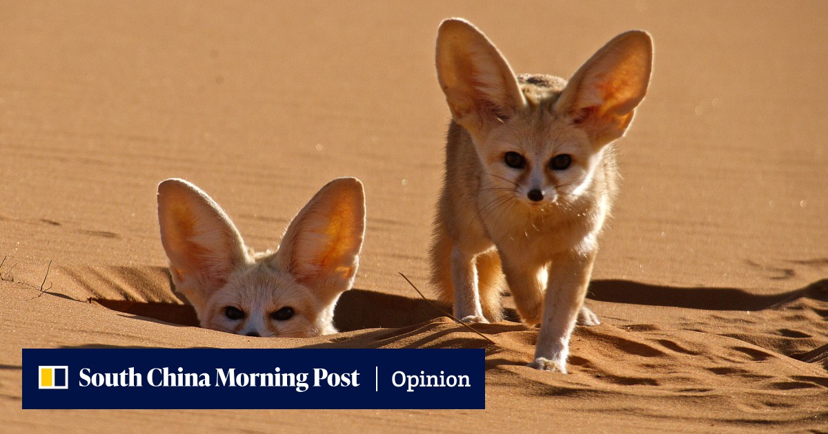 Wild dogs, from cute foxes to wolves and jackals, the star of new BBC Earth series on the world's most widespread carnivore - Vimarsana News