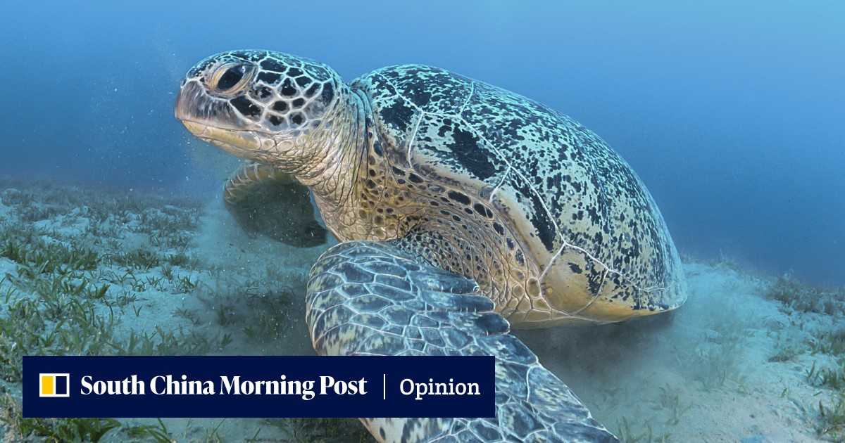Turtle, tortoise, terrapin - history of the words and which came first ahead of World Turtle Day - Vimarsana News