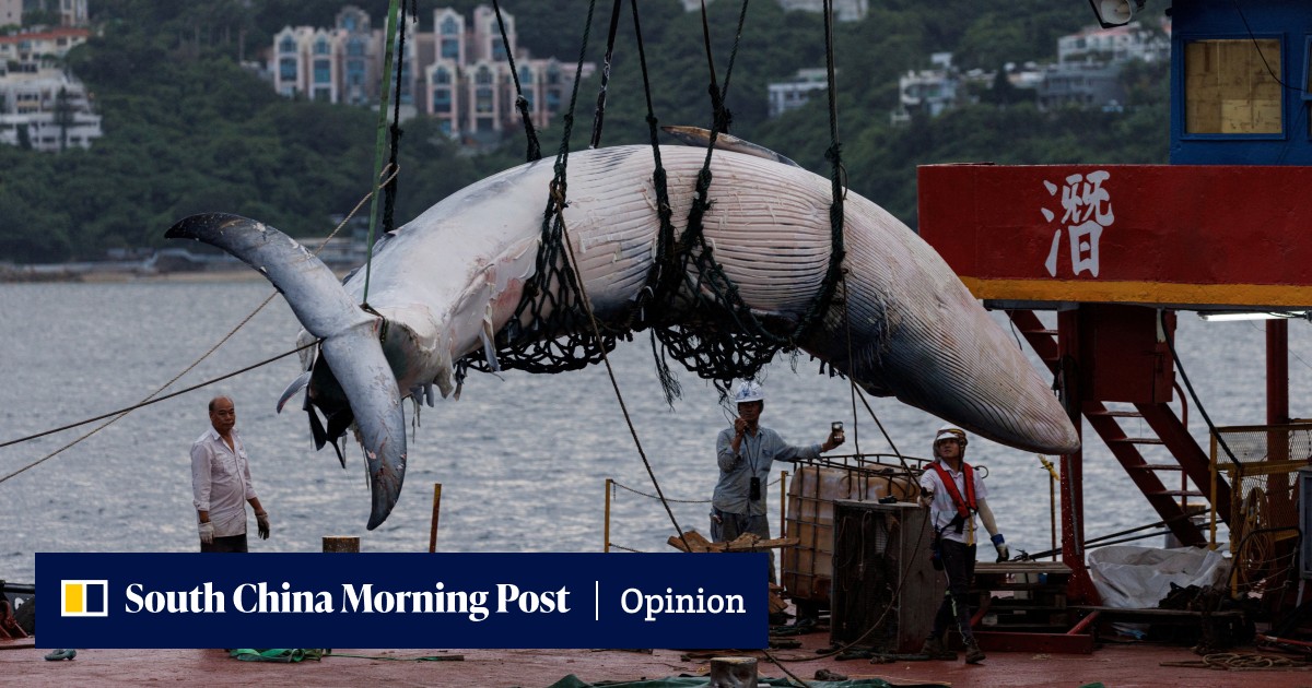 Whale's death a wake-up call for Hong Kong to better protect its fragile marine environment - Vimarsana News