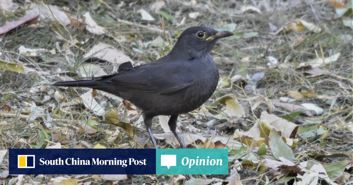 Birds Of Beijing China S Capital Is Important Point On