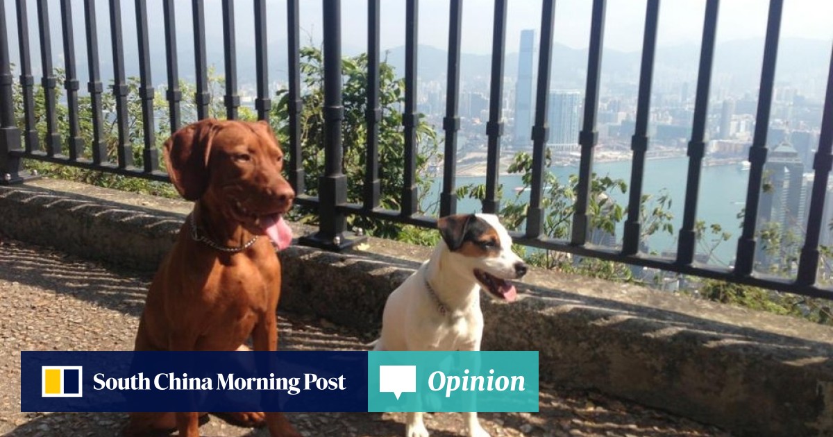 Hong Kong Dog Owners Warned To Be Vigilant Around Water