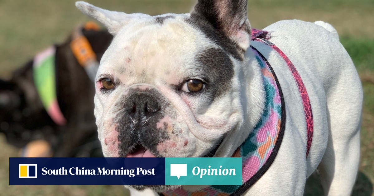 Lady Gaga S French Bulldogs Returned After Being Snatched In Armed Robbery South China Morning Post Find out about the recovery of gaga's dog walker & more. lady gaga s french bulldogs returned