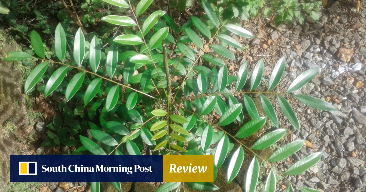 The Paradise Tree Its Health Benefits And How Chemotherapy - 