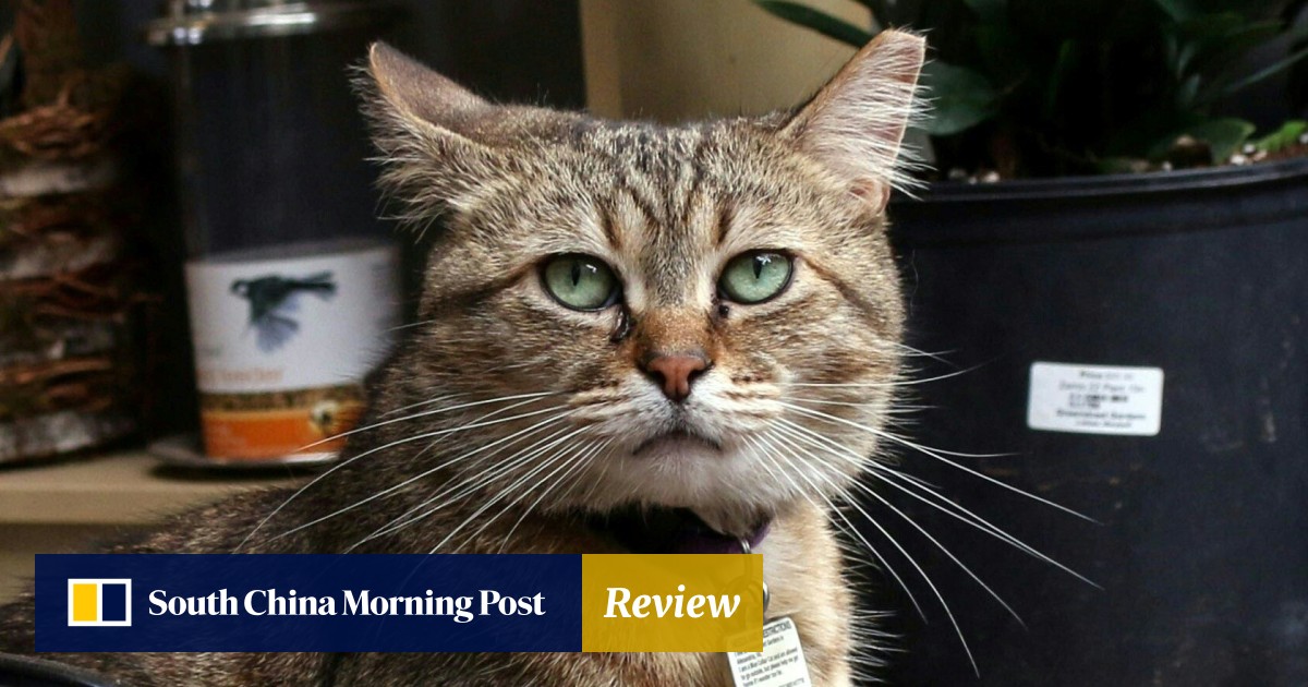 Singapore Couple Divorced After Wife Became Obsessed With Cats