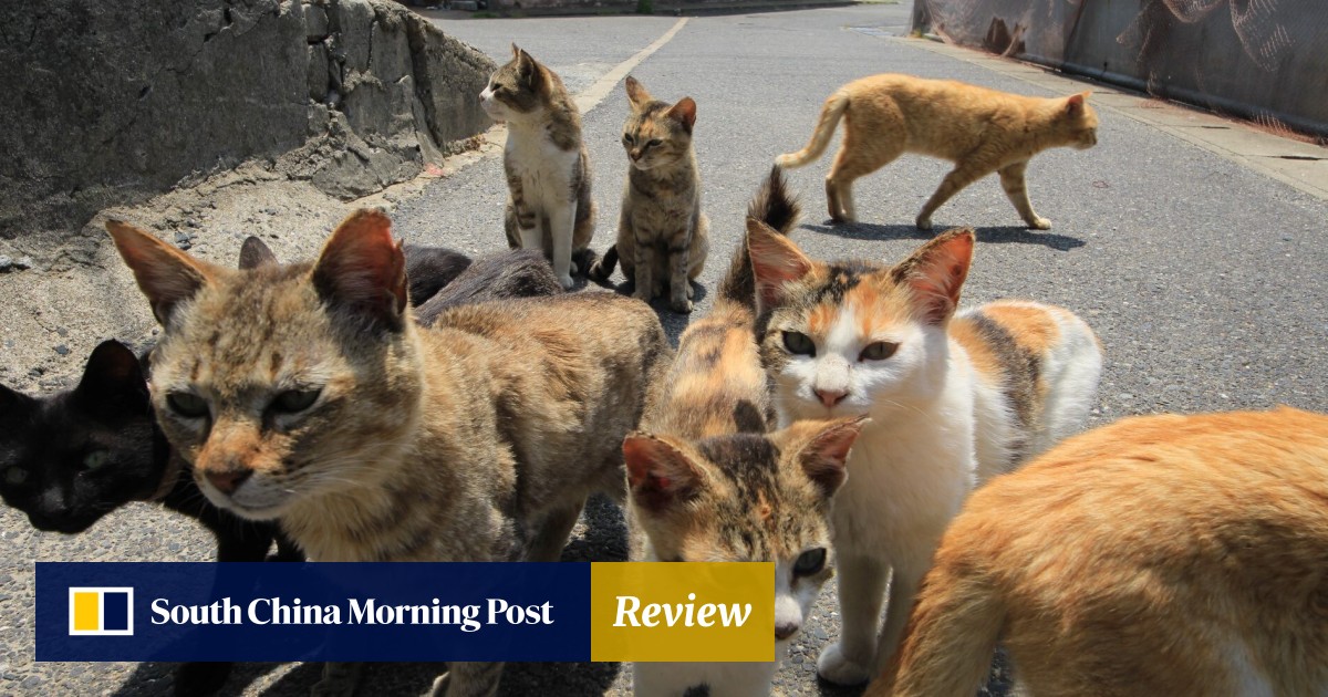 Mystery Of Japan S Cat Island Deaths May Be Solved After Elderly