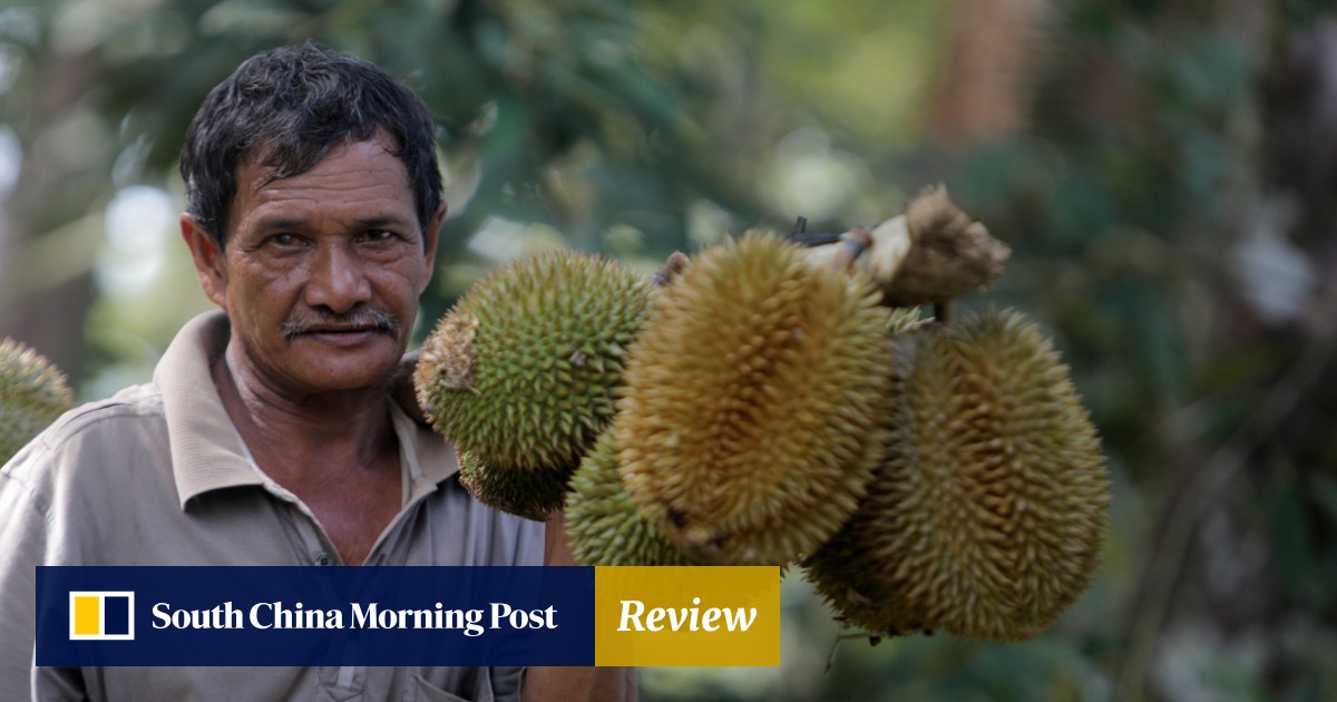 In Malaysia S Musang King Hub Of Pahang A Stinky Deal For Small Farmers Could Hit Durian Production South China Morning Post