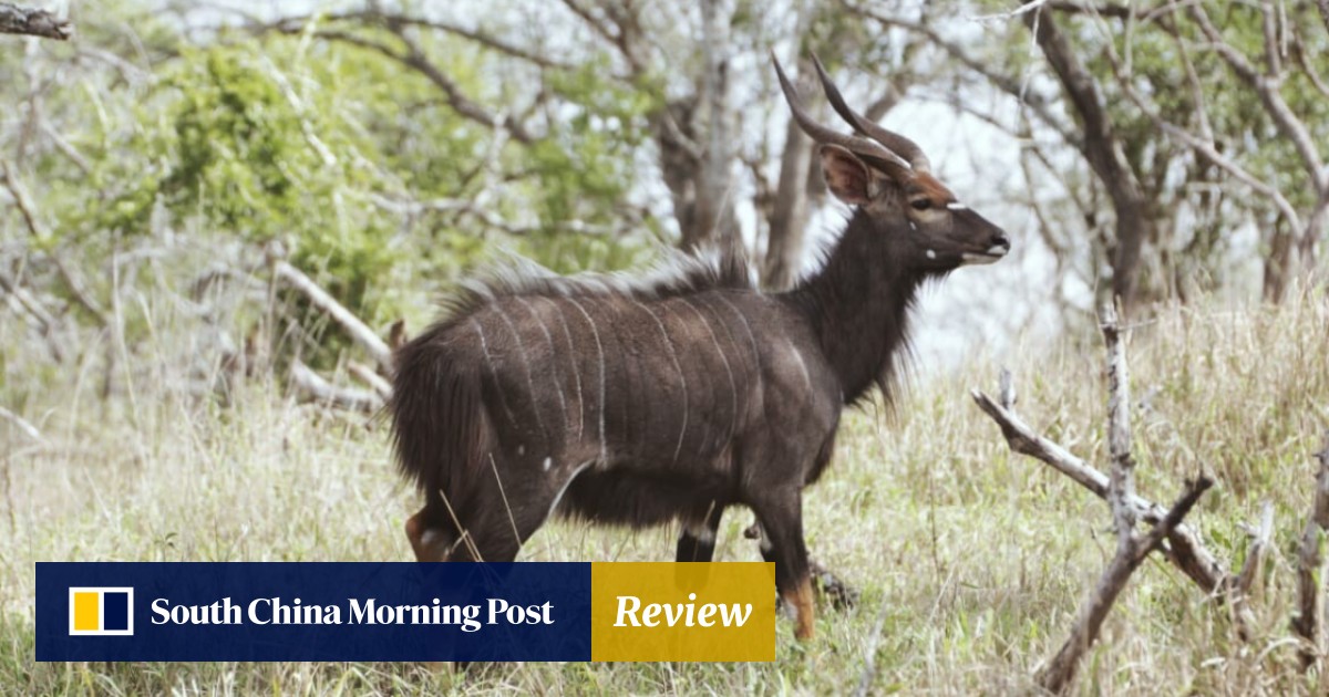 Impala Steaks Anyone African Game Reserve Sells Bush Meat To Survive Lack Of Safari Tourists During Pandemic South China Morning Post Let's hear it for the cheap meats!