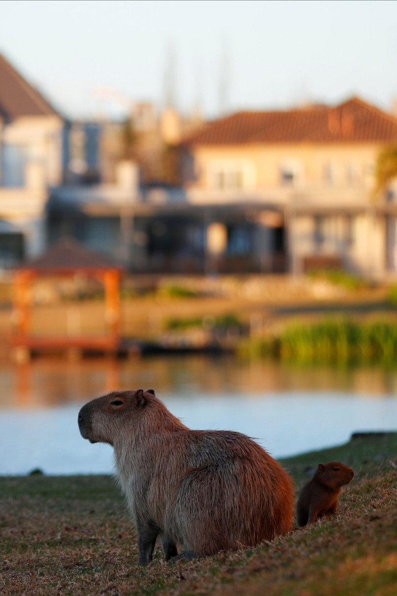 Topic · Capybara ·