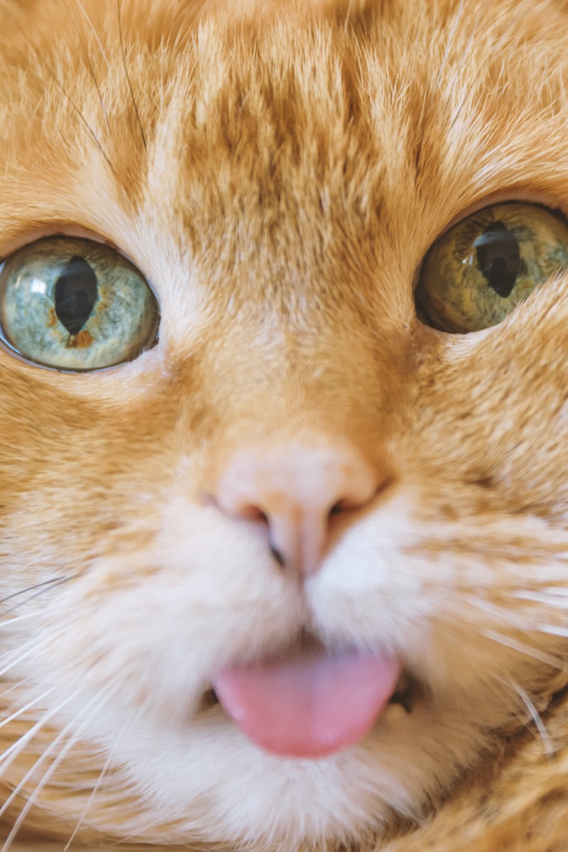 Reddit thread about Jorts, the dumb orange cat, goes viral - YP ...