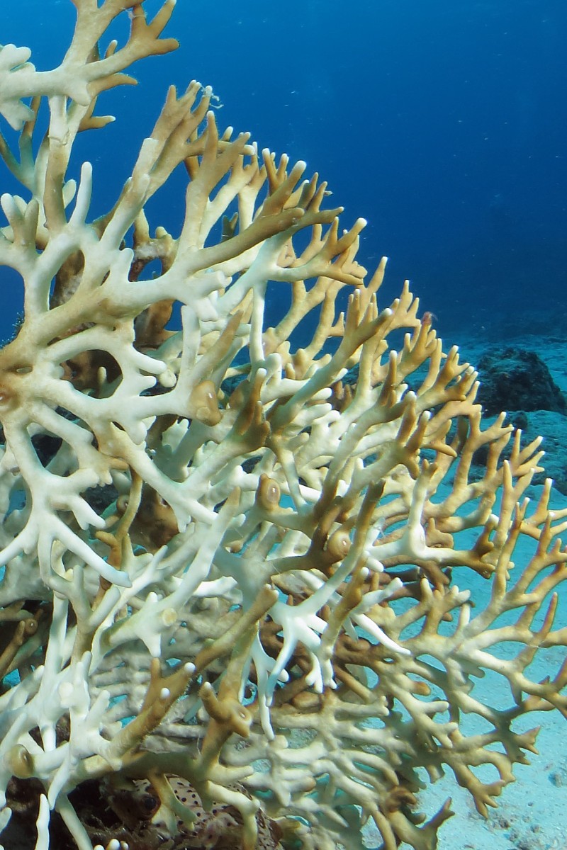 Corals doomed even if global climate goals met, according to study - YP ...
