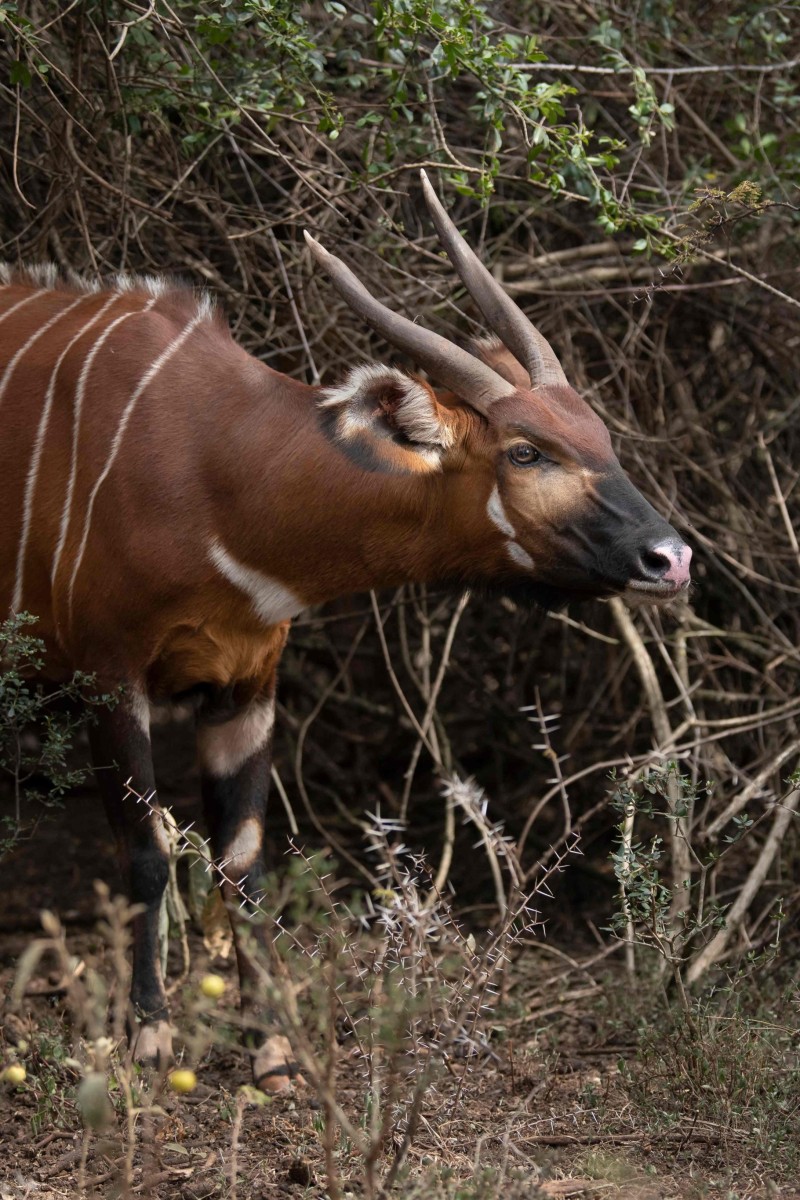 Kenya launches sanctuary to save wild bongos from extinction YP