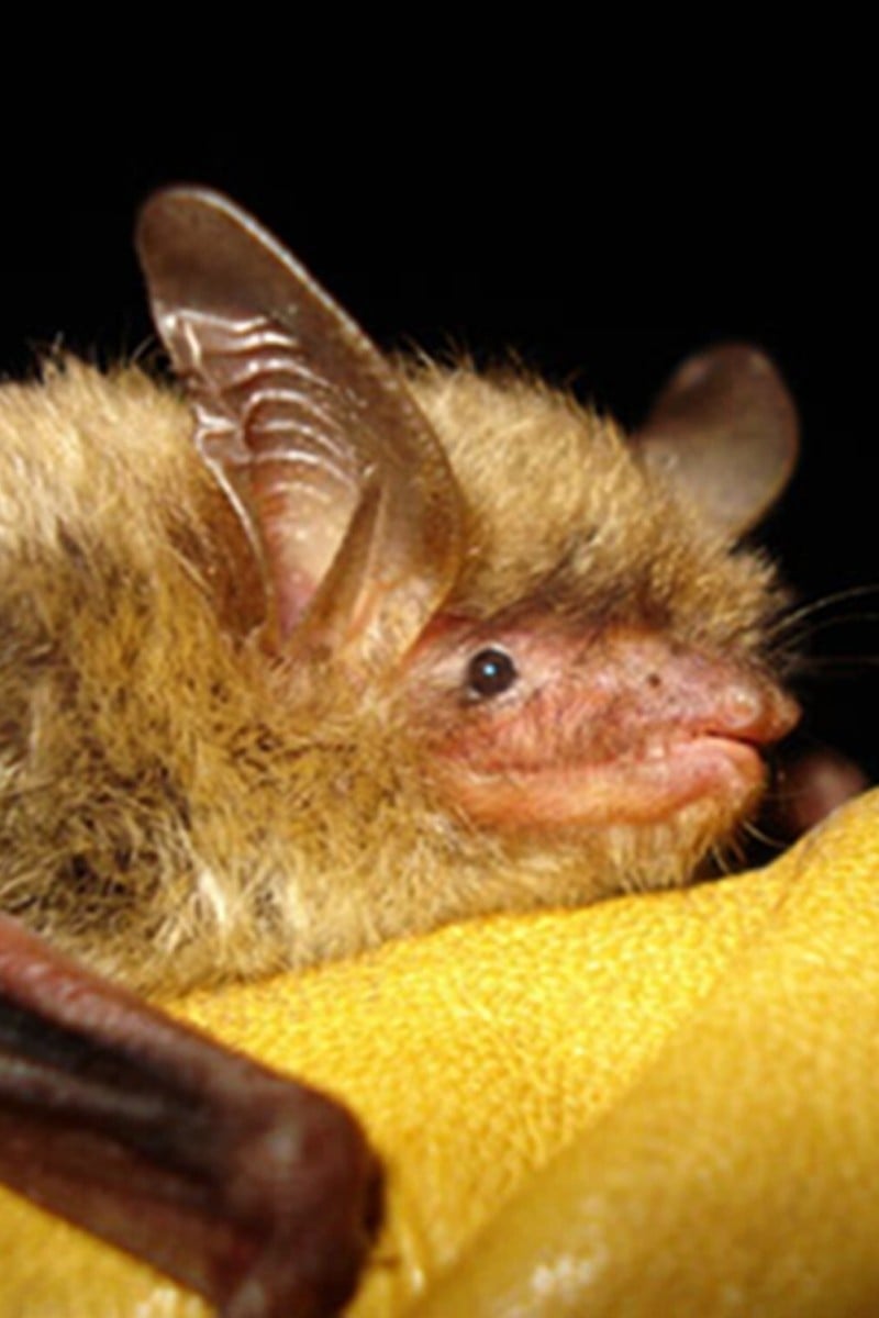 The Northern Long-eared Bat is Now on the Endangered Species List