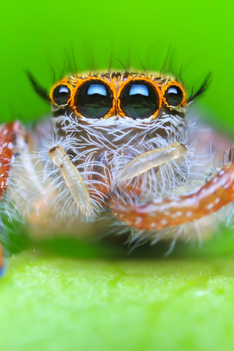 Spiders of the World