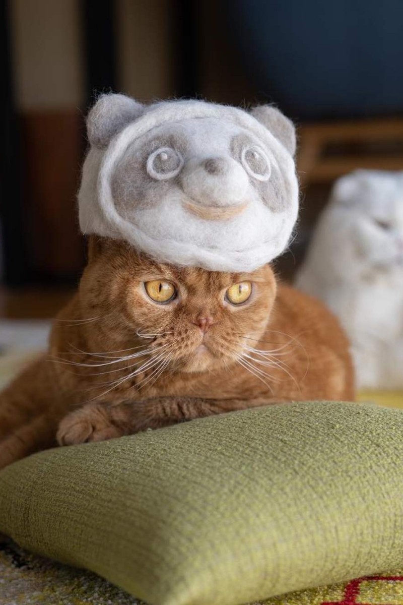 Cats In Hats Made From Their Own Hair