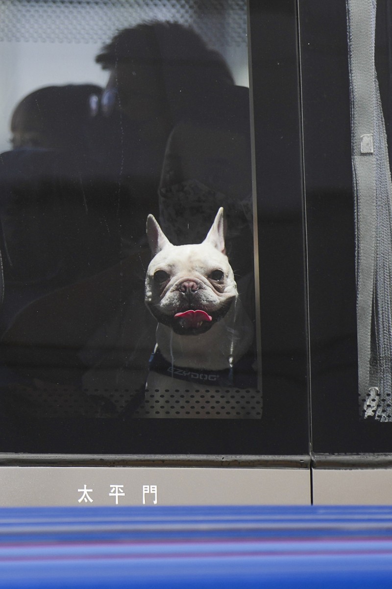 Show off photo prompt: The dogs on the bus go ‘ruff’, ‘ruff’, ‘ruff ...