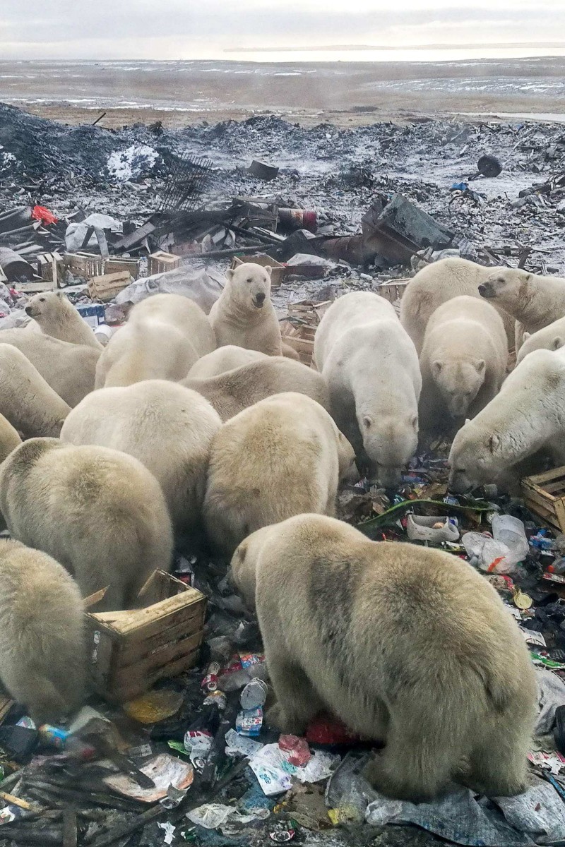 Climate change is forcing polar bears to eat garbage