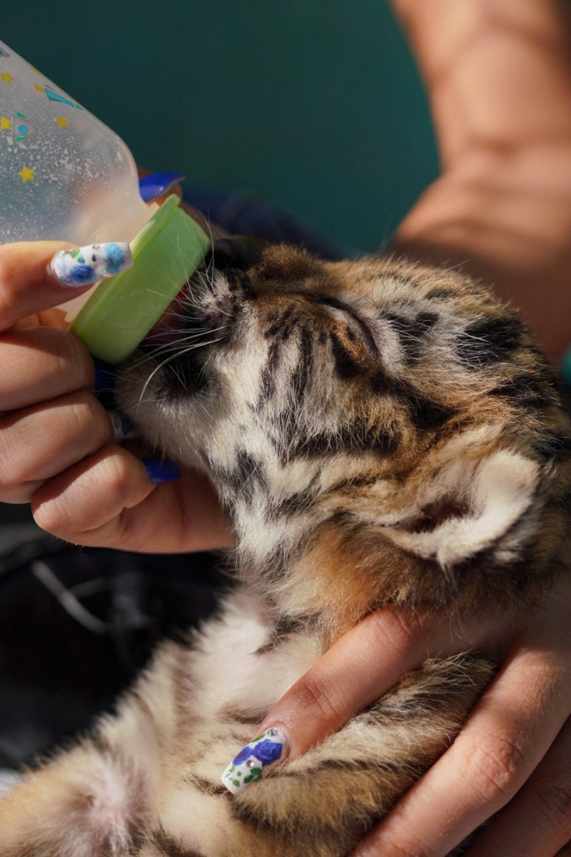 Fifth endangered Bengal tiger born in Cuban zoo