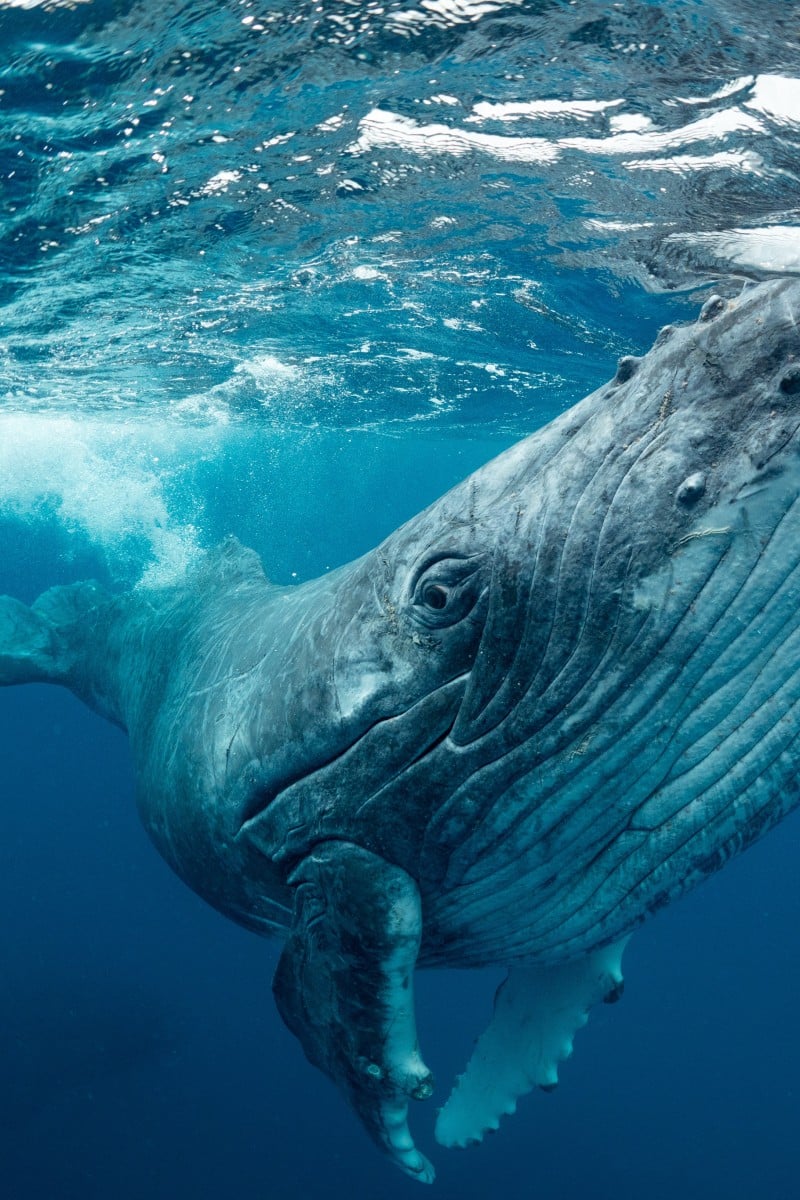 Blue whales found to swallow 10 million microplastic pieces daily - YP